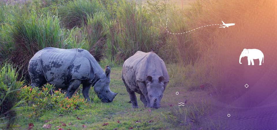 Affordable Holidays to Darjeeling, Dooars & More