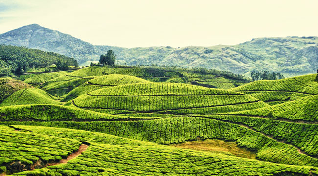 Darjeeling Hill Station Tour - Saitirtha Tours