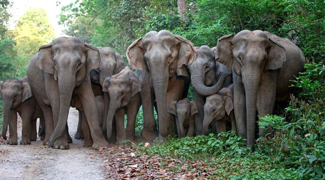 Green Escapes and Wildlife Tours in Dooars